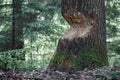 European aspen tree almost taken down by beaver Royalty Free Stock Photo