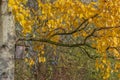 European aspen tree with yellow leaves on sunny autumn day. Royalty Free Stock Photo
