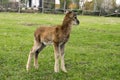 European baby mouflon on the grass