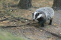 European badger