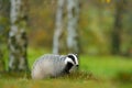 European badger, autumn larch green forest. Mammal environment, rainy day. Badger in forest, animal nature habitat, Germany, Europ Royalty Free Stock Photo