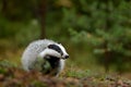 Badger in forest, animal nature habitat, Germany, Europe. Wildlife scene. Wild Badger, Meles meles, animal in wood. European badge Royalty Free Stock Photo