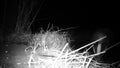 European badger, Meles meles, close view in the night. FullHD Video