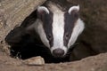 European Badger Royalty Free Stock Photo