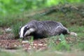 The European badger foraging near a sett