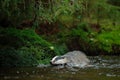 European badger in the forest, swimming in the water, animal in the nature forest habitat,