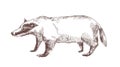 European badger hand drawn with outlines on white background. Elegant sketch drawing of carnivorous wild forest animal