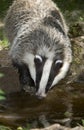 European Badger, meles meles, Adult drinking Water, Normandy Royalty Free Stock Photo