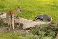 European Badger Meles meles adult with a deer