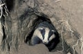 European Badger, meles meles, Adult standing at Den Entrance Royalty Free Stock Photo