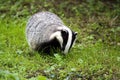 European Badger, meles meles, Adult standing on Grass, Normandy Royalty Free Stock Photo