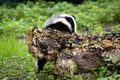 European Badger, meles meles, Adult standing on Stump, Normandy Royalty Free Stock Photo