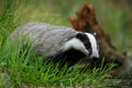 European badger, Meles meles, drinks at forest lake. Cute animal stands in green grass, water drop falling down its muzzle. Royalty Free Stock Photo