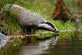 European badger, Meles meles, drinks at forest lake. Cute animal stands in green grass, water drop falling down its muzzle. Royalty Free Stock Photo