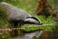 European badger, Meles meles, drinks at forest lake. Cute animal stands in green grass, water drop falling down its muzzle.