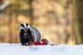 European badger Meles meles Royalty Free Stock Photo
