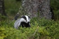 European badger, Meles meles, in forest during snowfall. Animal looking from small spruces. Wild animal in nature.