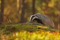 European badger Meles meles looking for food in the autumn forest Royalty Free Stock Photo