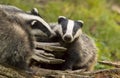 European Badger Meles meles adult with baby Royalty Free Stock Photo