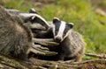 European Badger Meles meles adult with baby Royalty Free Stock Photo