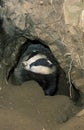 EUROPEAN BADGER meles meles, ADULT AT BURROW ENTRANCE, FRANCE Royalty Free Stock Photo