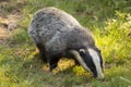 European Badger Meles meles adult Royalty Free Stock Photo