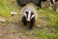 European Badger Meles meles adult Royalty Free Stock Photo