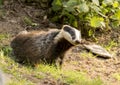 European Badger Meles meles adult Royalty Free Stock Photo