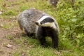 European Badger Meles meles adult Royalty Free Stock Photo