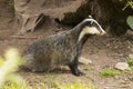 European Badger Meles meles adult Royalty Free Stock Photo