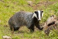 European Badger Meles meles adult Royalty Free Stock Photo