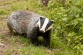 European Badger Meles meles adult Royalty Free Stock Photo