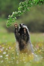 European badger, Meles meles, sniffs at branch about bird nests. Cute wild animal in flowered meadow during fresh summer rain.