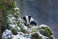 European badger, Meles meles, in snowy forest. Cute badger peeks out from behind mossy stump during heavy snowfall. Wild animal