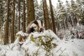 European badger Meles meles very close in the winter forest Royalty Free Stock Photo