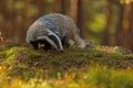 European badger Meles meles in the wilderness during an autumn day Royalty Free Stock Photo