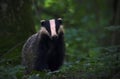 European Badger