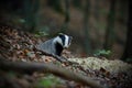 european badger peeking from hole in forest in summer