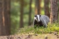 European badger is posing in the forest Royalty Free Stock Photo