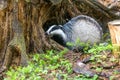 European badger is posing in front of an old stump Royalty Free Stock Photo