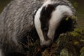 European badger in small spruces