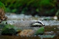 European badger swimming in forest creek. Cute mammal in dark stream. Animal behaviour in the nature, Germany, Europe. Royalty Free Stock Photo