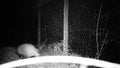 European badger, Meles meles, walking. Close view in the night. FullHD Video