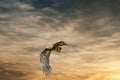 European Bald Eagle flies in a dramatic brown gold colored sky. Flying bird of prey during a hunt. Outstretched wings in