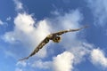 European Bald Eagle flies in front of blue cloudy sky. Flying bird of prey during a hunt. Outstretched wings in search Royalty Free Stock Photo