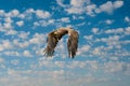 European Bald Eagle flies in front of blue cloudy sky. Flying bird of prey during a hunt. Outstretched wings in search Royalty Free Stock Photo