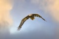 European Bald Eagle flies in front of blue yellow sky. Flying bird of prey during a hunt. Outstretched wings in search Royalty Free Stock Photo