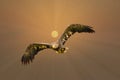 European Bald Eagle flies in front of the sun in a golden sky. Flying bird of prey during a hunt. Outstretched wings in Royalty Free Stock Photo