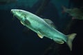 European barbel (Barbus barbus).