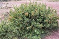 European Barberry, Berberis vulgaris